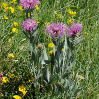 Centaurea_uniflora