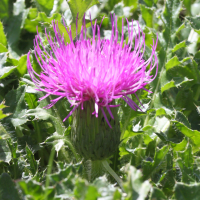 cirsium_acaulon2md