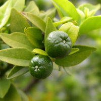 citrus_aurantium_myrtifolia3md (Citrus aurantium myrtifolia)