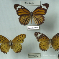 Danaus genutia (Monarque indien (Common Tiger, Indian Monarch, Orange Tiger))
