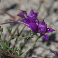 Delphinium_arenaria