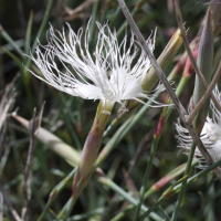 dianthus_crinitus2md (Dianthus crinitus)