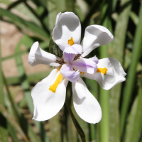 Dietes_grandiflora (Dietes grandiflora)