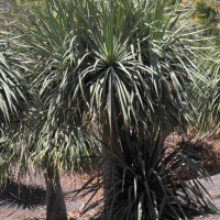 dracaena_draco5md (Dracaena draco)