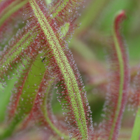 drosera_capensis3bd (Drosera capensis)