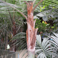 dypsis_lastelliana2md