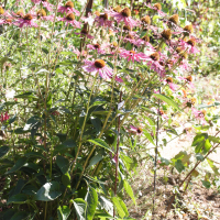Echinacea angustifolia (Rudbeckia pourpre)