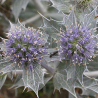 eryngium_maritimum2md (Eryngium maritimum)