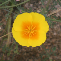 eschscholtzia_californica3md