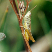 Euchorhippus_pulvinatus