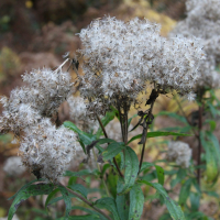 eupatorium_cannabinum4md (Eupatorium cannabinum)