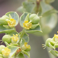euphorbia_dendroides4md