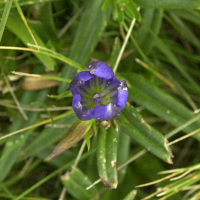 gentiana_pneumonanthe3md