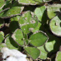 Gypsophila_cerastioides