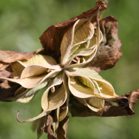 helleborus_niger2md