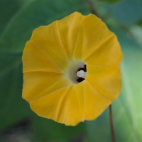 ipomoea_obscura5md