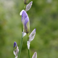 iris_pallida4md