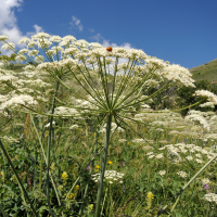 laserpitium_latifolium5md