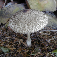 lepiota_procera4bd