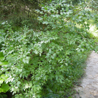 lonicera_xylosteum6md