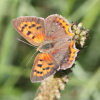 lycaena_virgaureae4bd