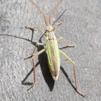 Notostira elongata (Punaise)