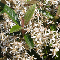 olearia_erubescens2md