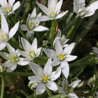 ornithogalum_umbellatum2md