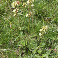 pedicularis_tuberosa5md