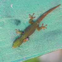 Phelsuma quadriocellata (Gecko)
