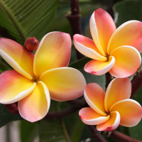 plumeria_rubra4md