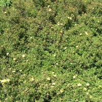 Potentilla fruticosa (Potentille buissonnante)