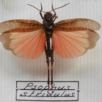 Psophus stridulus (Criquet stridulant, Oedipode stridulante)