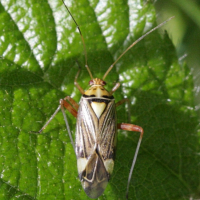 Rhabdomiris striatellus (Punaise)