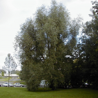Salix alba (Saule blanc)