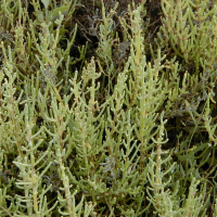 sarcocornia_fruticosa2md