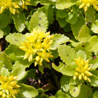 sedum_selskianum2md