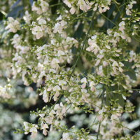 sophora_japonica5md (Styphnolobium japonicum)