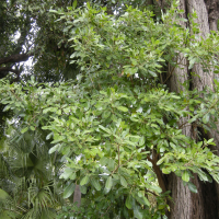 tabebuia_heterophylla7md (Tabebuia heterophylla)