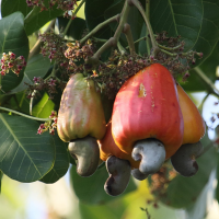 anacardium_occidentale8db