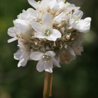 armeria_alliacea3md (Armeria alliacea)