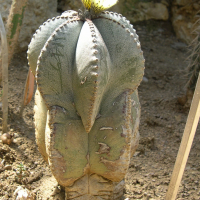 Astrophytum myriostigma (Astrophytum, Cactus)