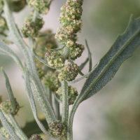 atriplex_patula3md