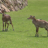 Boselaphus tragocamelus (Antilope nilgaut)