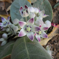 calotropis_procera2md (Calotropis procera)