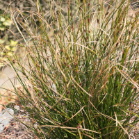 Carex calotides (Laîche calotides)
