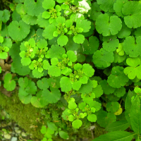 Chrysosplenium alternifolium (Dorine à feuilles alternes)