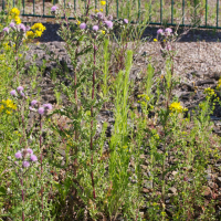 cirsium_arvense2md (Cirsium arvense)