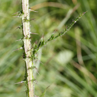 cirsium_palustre3md (Cirsium palustre)