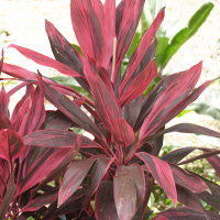 Cordyline fruticosa (Cordyline)